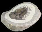 Spiny Comura Trilobite - Exceptional Specimen #65820-2